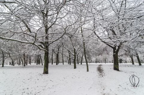 Trees with snow in winter park Foto stock