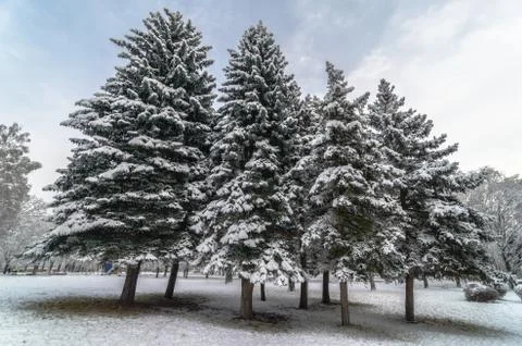 Trees with snow in winter park Stock Photos