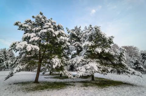 Trees with snow in winter park Фото