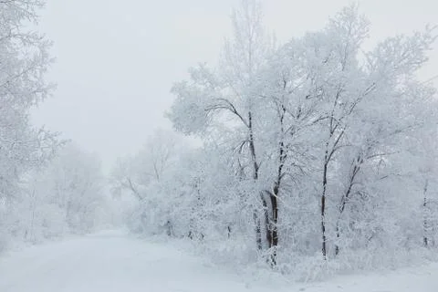Trees with snow in winter park Stock Photos