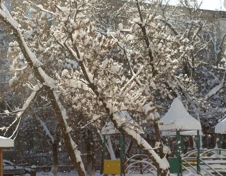 Trees with snow in winter Stock Photos