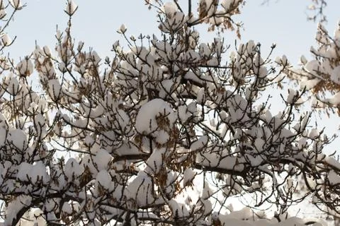 Trees with snow in winter Stock Photos
