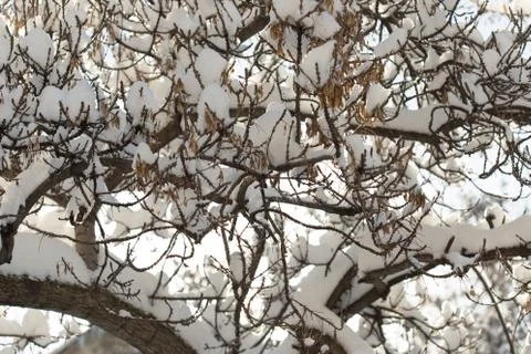 Trees with snow in winter Stock Photos