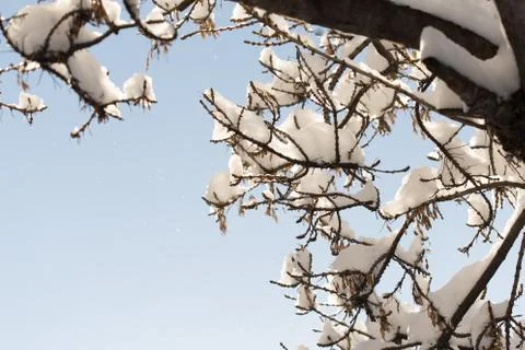 Trees with snow in winter Stock Photos