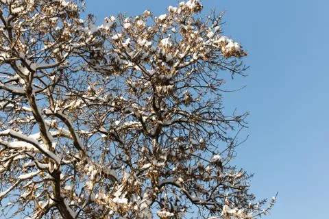 Trees with snow in winter Stock Photos