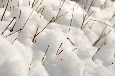 Trees with snow in winter Stock Photos
