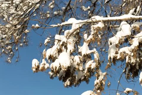 Trees with snow in winter Stock Photos