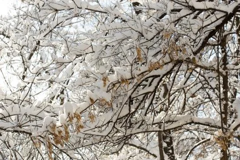 Trees with snow in winter Stock Photos