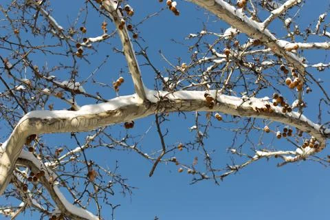 Trees with snow in winter Stock Photos