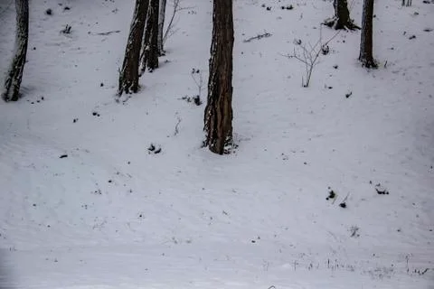 The trees on the snow at the winter. Stock Photos