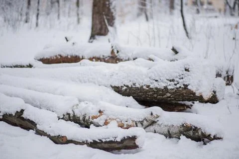 Trees in the snow in winter Stock Photos