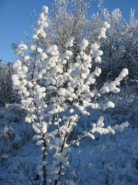 Trees in the snow in winter Stock Photos
