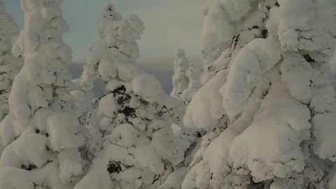 Trees in the snow.Beautiful landscape Stock Footage 83120891