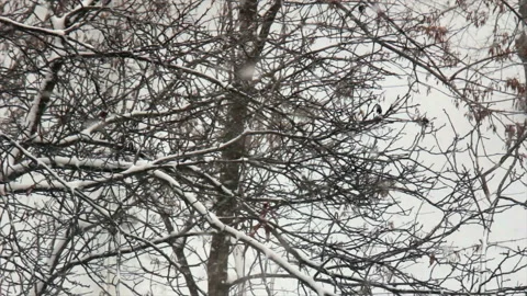 Trees in snowfall Stock Footage 148526017
