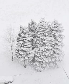 Trees in snowfall. Stock Photos