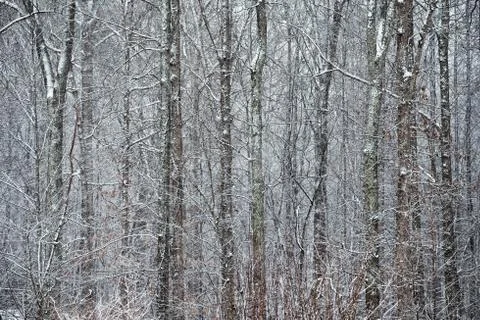 Trees in snowfall Stock Photos