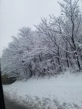 Trees Snowfall window view Stock Photos