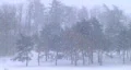 Trees in Snowstorm HD Footage
