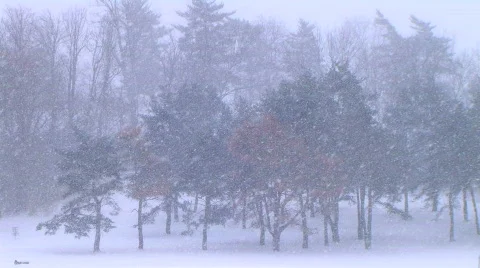 Trees in Snowstorm Stock Footage 137012