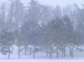 Trees in Snowstorm Footage