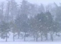 Trees in Snowstorm SD Footage