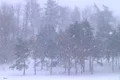 Trees in Snowstorm Footage
