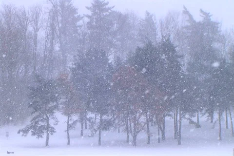 Trees in Snowstorm Stock Footage 2768431