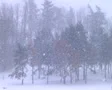 Trees in Snowstorm SD Footage