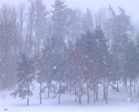 Trees in Snowstorm Stock Footage 2841334