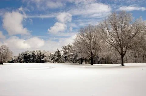 Trees in snowy field 스톡 사진