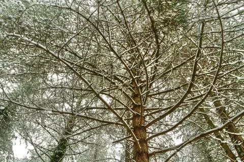 Trees in snowy winter Stock Photos