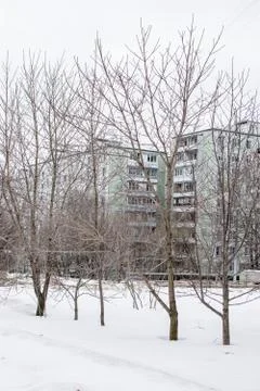 Trees in a snowy yard Stock Photos