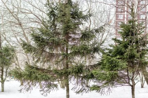 Trees in a snowy yard Stock Photos