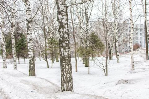 Trees in a snowy yard Stock Photos