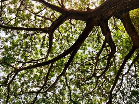 Trees soar high into the sky Stock Photos