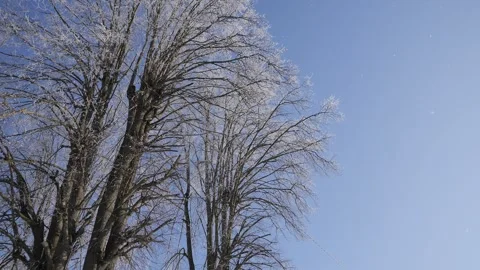 The trees with some snowflakes falling off Vídeos de archivo 327310733