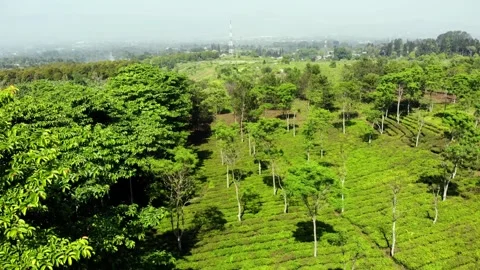 Trees in Spacious and Green Tea Plantations. Sukabumi, Indonesia Stock Footage 246853084