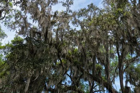 Trees with Spanish Moss Stock Photos