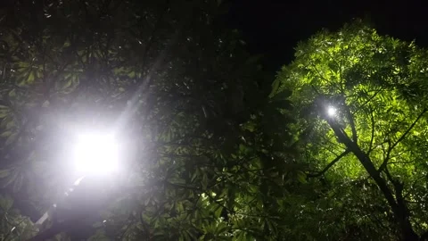 Trees with Sparkling Light at Night Stock Footage 284730754