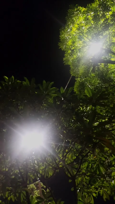 Trees with Sparkling Lights and Moon at Night Видео 284730912