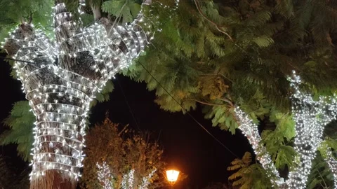 Trees specially decorated for Christmas Stock Footage 219399286