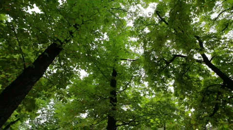 Trees Spinning Above In Sunlight Vidéo 827698