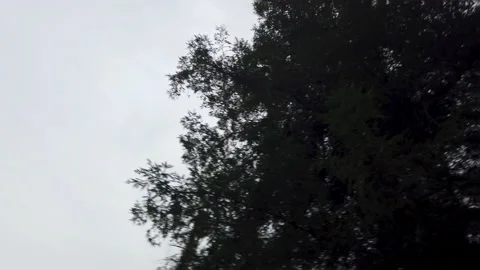 Trees Spinning Stock Footage 141228453