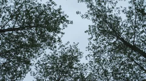 Trees spinning overhead Stock Footage 12447994