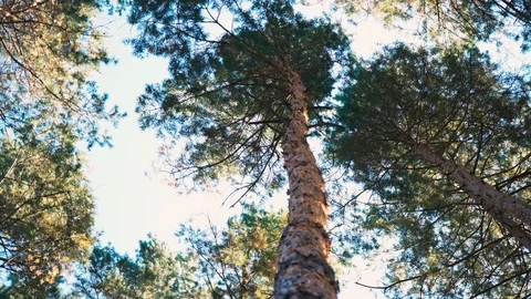 Trees spinning overhead. Walk through the park on a sunny day. Stock Footage 99897748