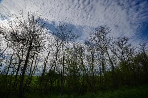 Trees in spring against the blue sky Stock Photos