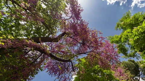 Trees in spring blossom in a park in madrid Stock Footage 307773239