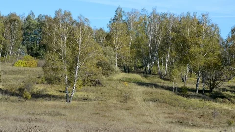 Trees on a spring day in the open air swing with a breeze Stock Footage 96188327