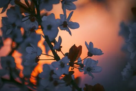 Trees spring flowers Stock Photos