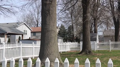 Trees in spring Stock-Footage 88386474